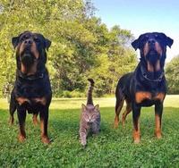 Le Boss et son escorte de sécurité