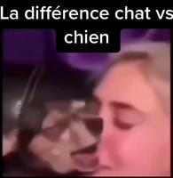 Différence entre chien et chat