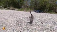 Journée internationale du chat