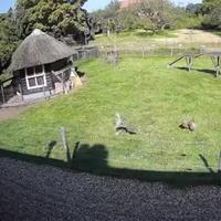 Attaque d’un rapace sur une poule