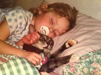 Chat peluche
