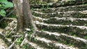 Arbre Mexique