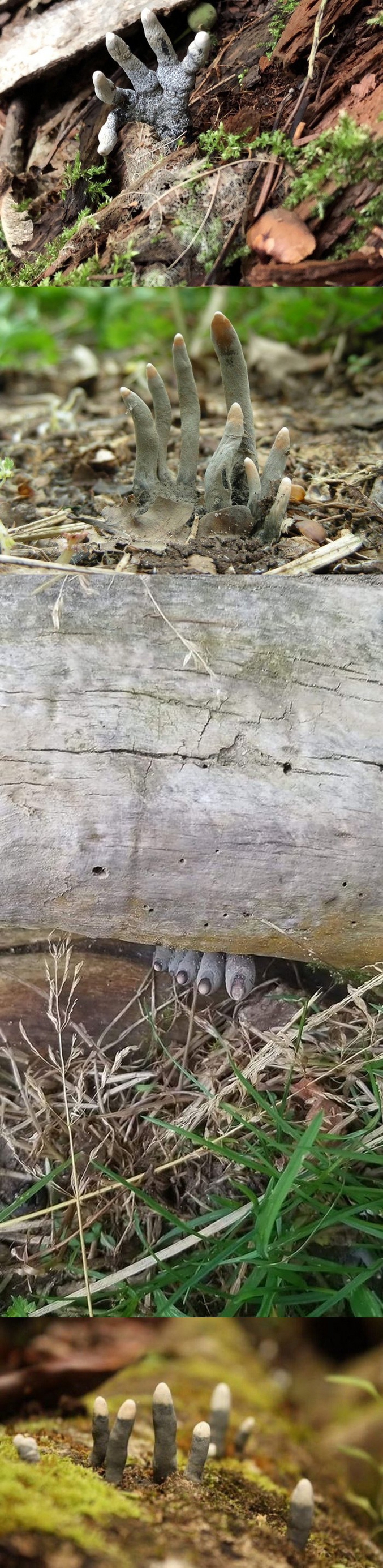 Le xylaire polymorphe est un champignon qui se trouve sur les bois morts de feuillus, il est aussi appelé "doigt de l'homme mort".