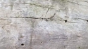 Xylaire polymorphe