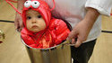 Bébé homard
