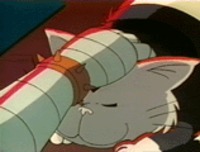 Le chat