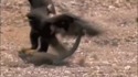 Un aigle fait du skate sur un lézard