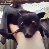 Un nouvel animal de compagnie 