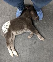 Illustration pour un roman d'Hervé Bazin