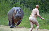 Un homme nu se fait charger par un hippopotame