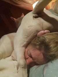 Dormir à l'ombre des cerises...