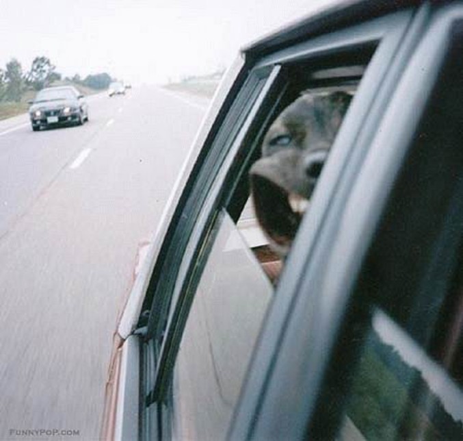 Un chien à la fenêtre de la voiture sur l'autoroute.