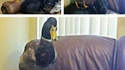 Le chien et le canard