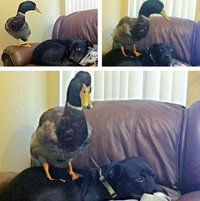 Le chien et le canard