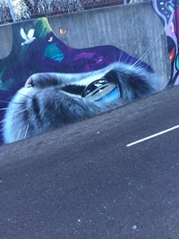 Un graffiti magnifique
