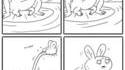 Une grenouille, une mouche