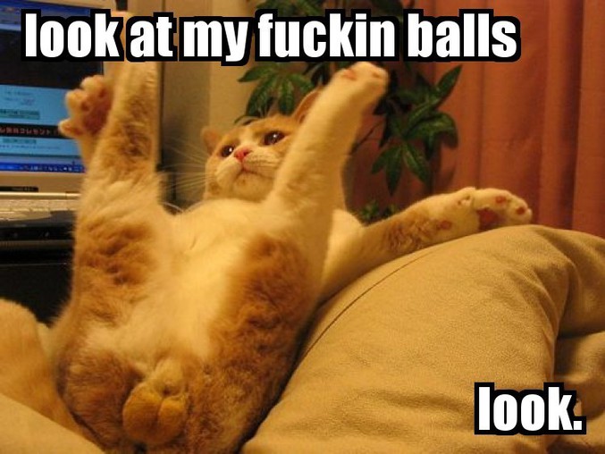 ... Cats' balls!