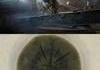 Cladosporium sphaerospermum