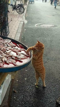 FDP signifie aussi Filet de Poisson