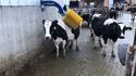 Juste une brosse à vache