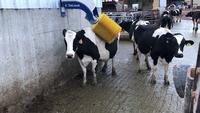 Juste une brosse à vache
