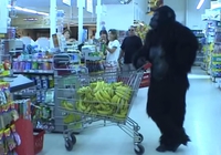 Pendant ce temps, au supermarché...