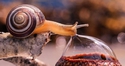 Le bistrot de l'escargot