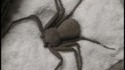 Spiders love cocaïne to !