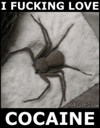 Spiders love cocaïne to !