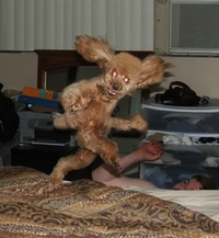 Caniche ensorcelé
