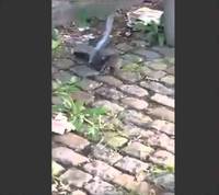 Rat VS Pigeon