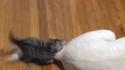 Chaton enquiquinant un chien