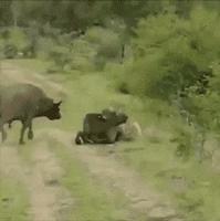 Un buffle au secours d'un autre attaqué par une lionne