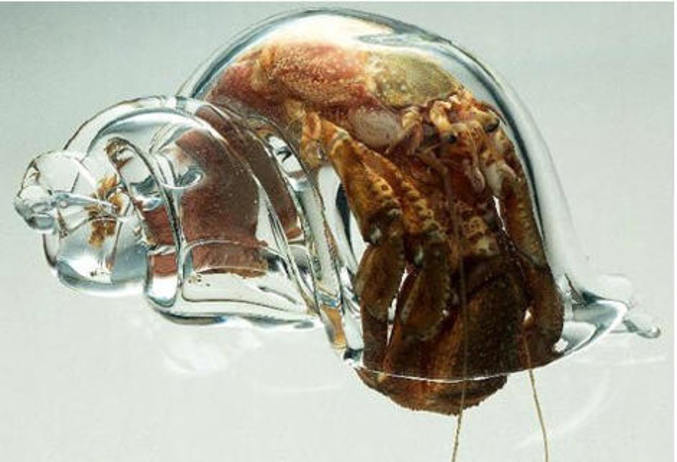 Un bernard-l'hermite a élu domicile dans une coquille transparente.