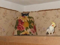 Chat caché