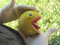 Cadavre de Pacman