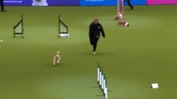 Ollie fait de l'agility