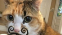 Dali-chat