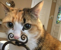Dali-chat