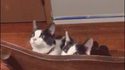 Des chats voient un ventilateur de plafond...