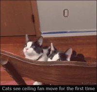 Des chats voient un ventilateur de plafond...