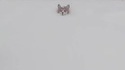 Corgi poudreux
