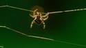 Dame Nature, magnifique et impitoyable 14 - Caerostris darwini