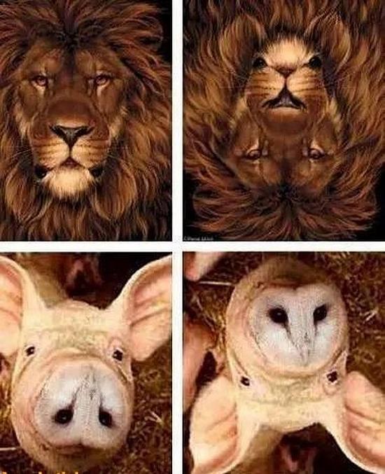 Lion ou écureuil ? Cochon ou effraie ?