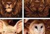 Inversions de photos