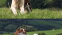 Les nouveaux chiens de berger