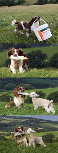 Les nouveaux chiens de berger