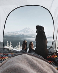 Une vie de chien