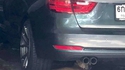 Chien sentinelle