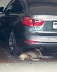 Chien sentinelle